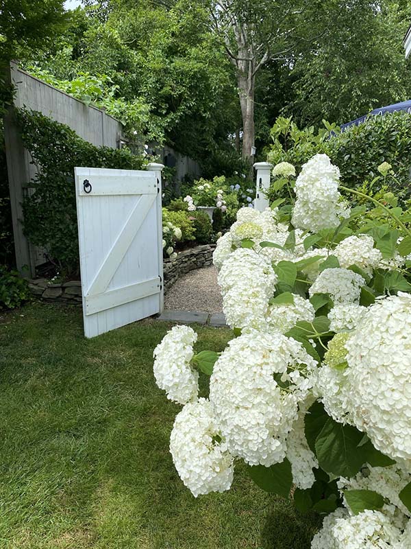 Cape Cod Hydrangea Festival - Fold Gently | Travel, Baking, Books Blog