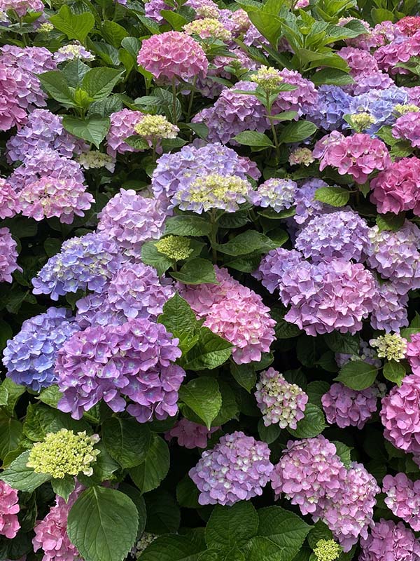 Cape Cod Hydrangea Festival - Fold Gently | Travel, Baking, Books Blog