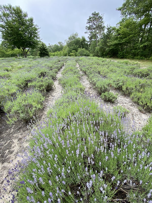Cape Cod Lavender Farm Lavender Field