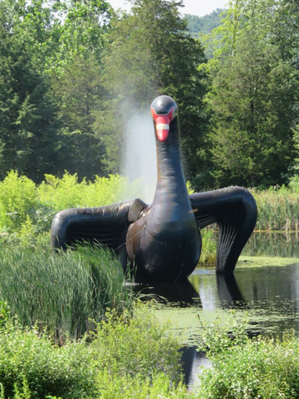 Hogpen Hill Farms Photos Black Swan