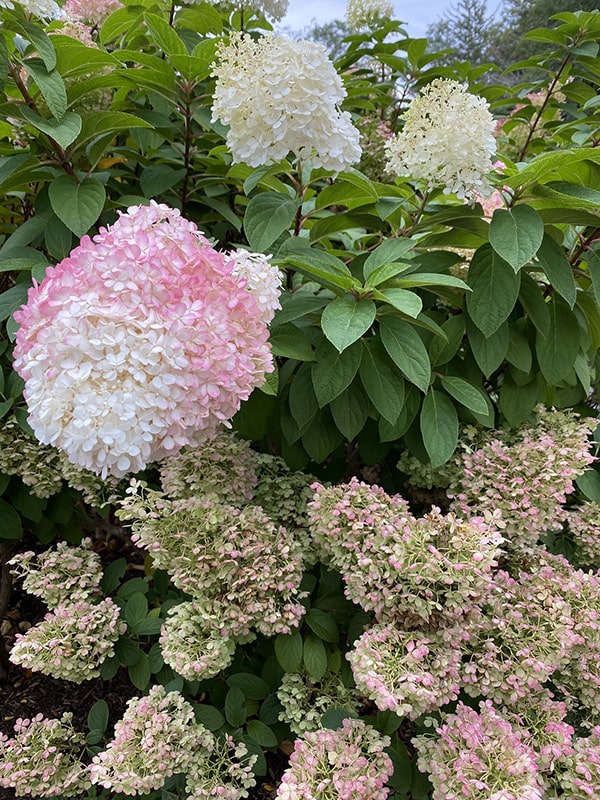 Hydrangeas at Heritage Museums and Gardens
