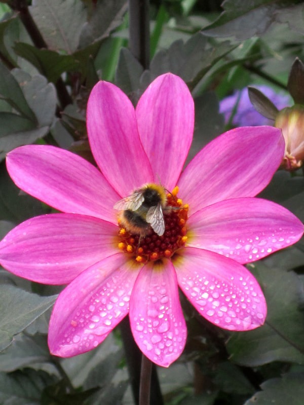 Lacock Abbey England Botanic Garden Bee